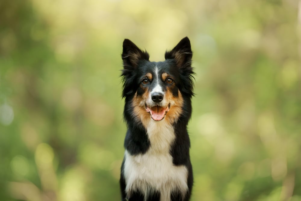 The Secrets of Dog Gut Health: Essential Tips and Insights