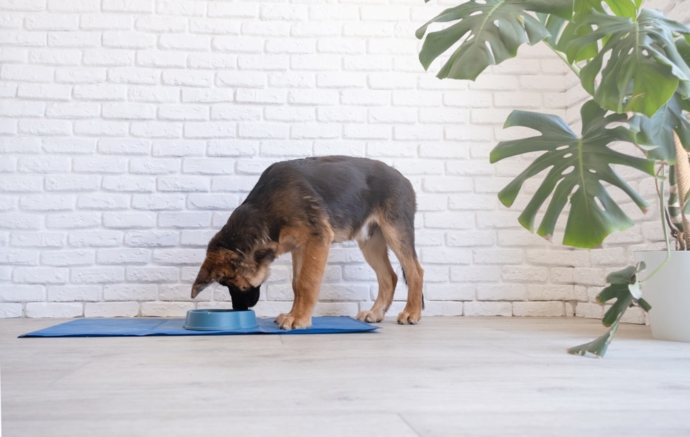 dog drinking water