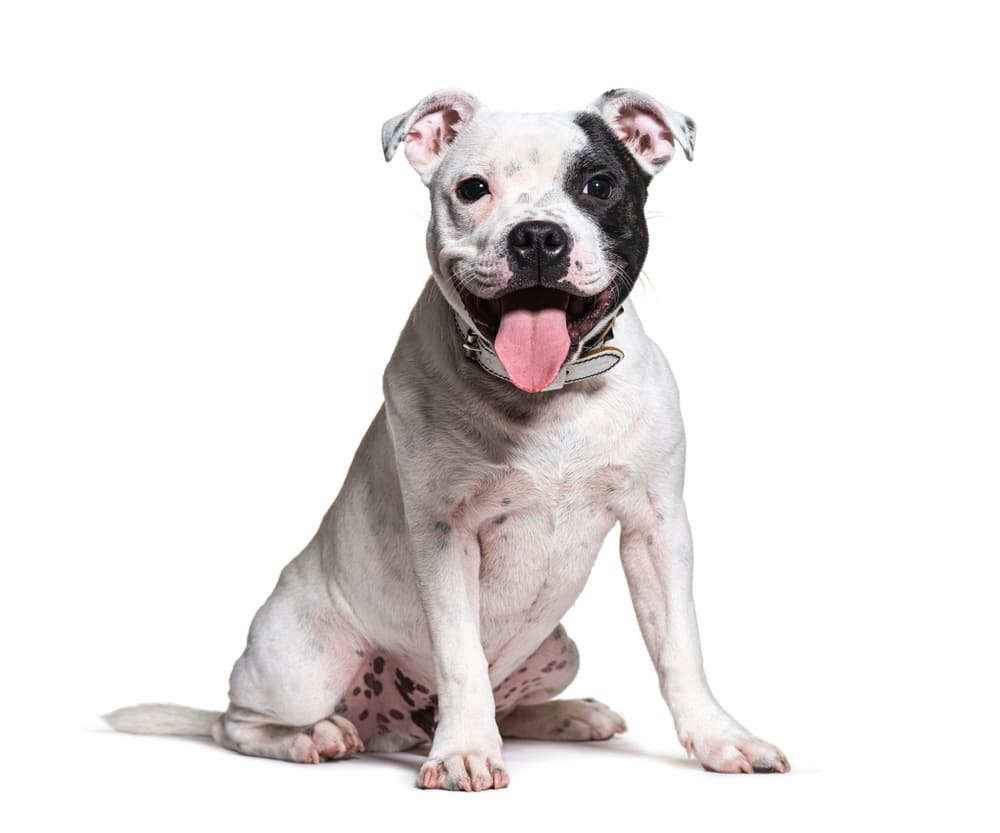 dog microbiome