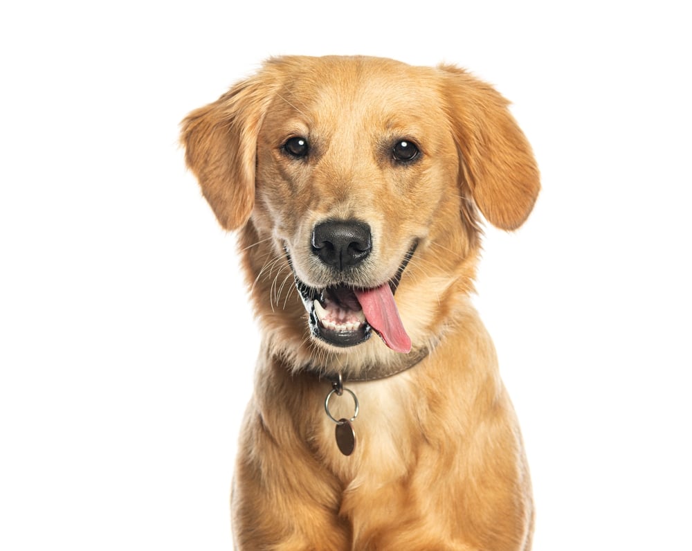 dog digestion