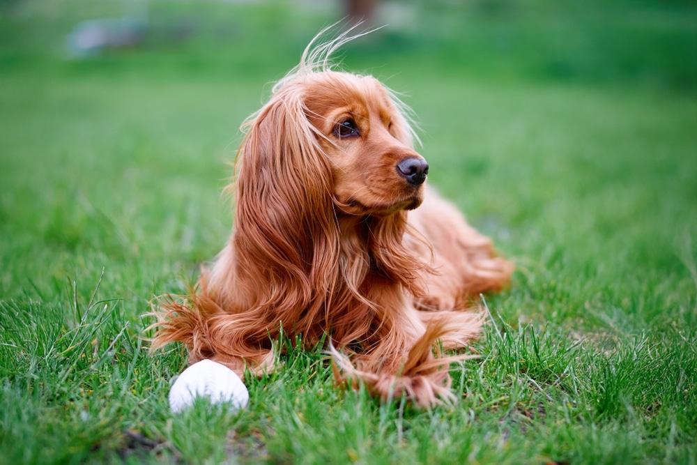 male dog