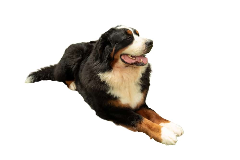 healthy dog digestion