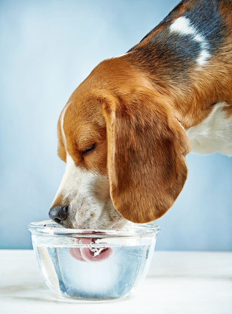 hydration in dogs