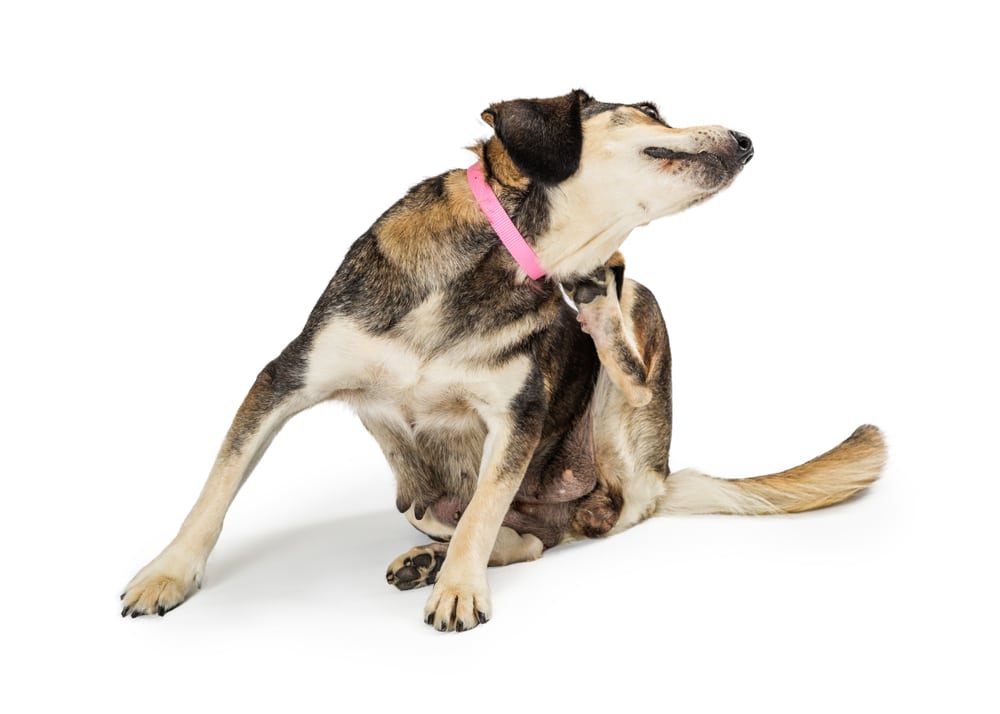 dogs with itchy skin