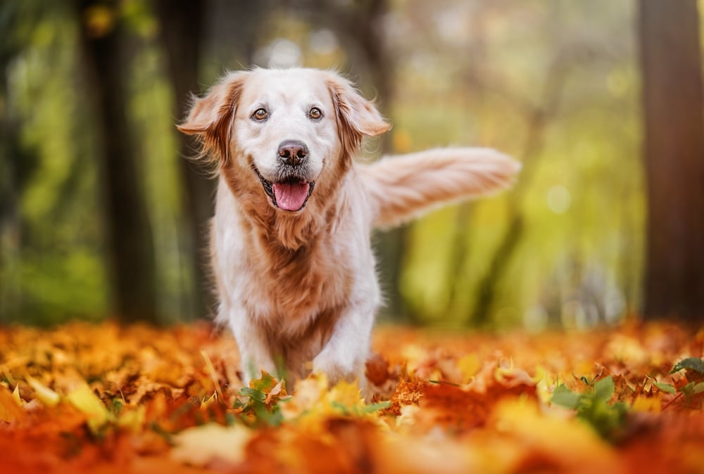 raw fed dogs have stable energy
