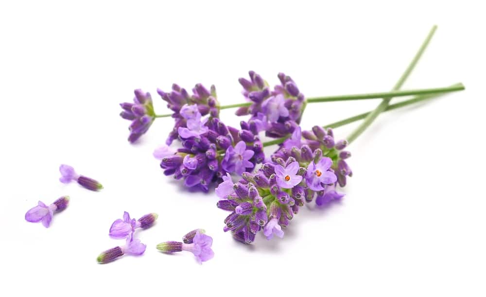 lavender