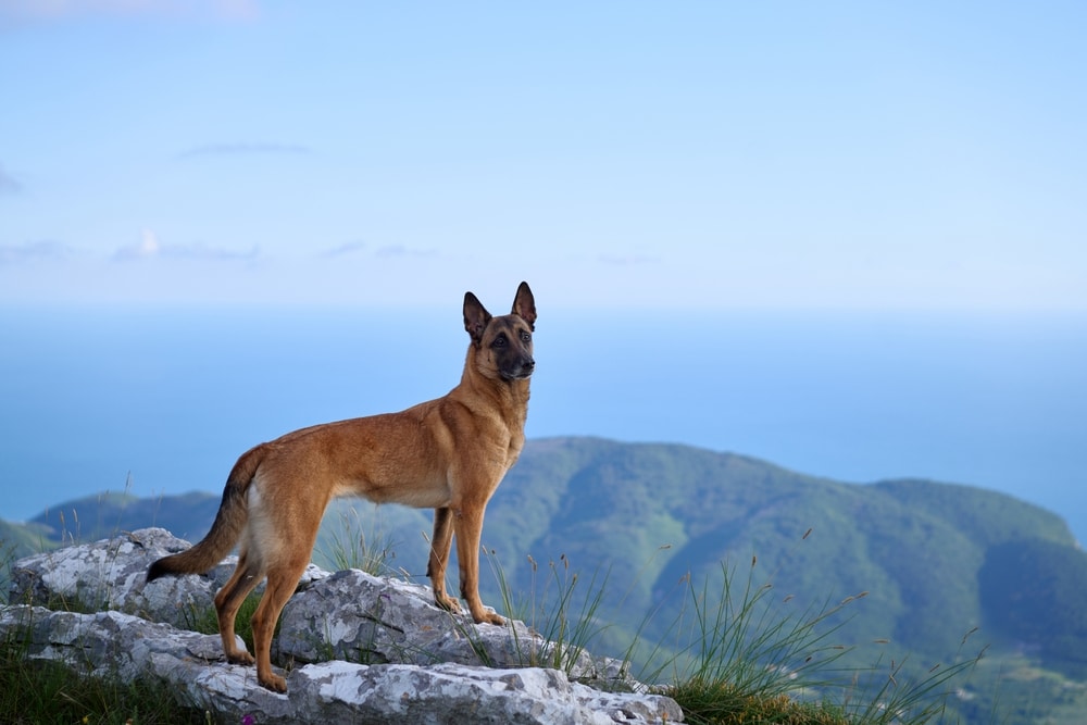 dog with healthy physique