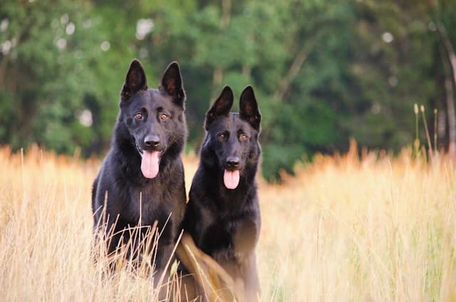 Fuelling Dog’s Health Through Nutrition: A Vet’s Perspective