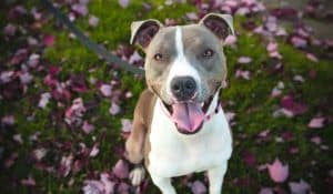 Kennel Cough in Dogs: A Natural Approach to Treatment and Prevention