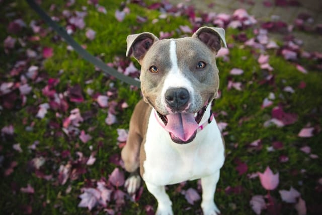 Kennel Cough in Dogs: A Natural Approach to Treatment and Prevention
