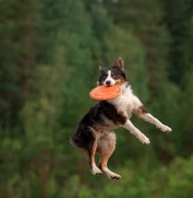 Beginners’ Guide to Dog Supplements