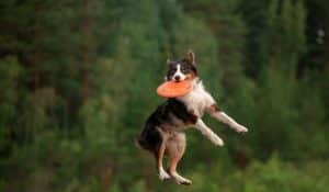 Beginners’ Guide to Dog Supplements