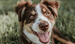 The All You Need to Know Guide to Healthy Weight Gain for Dogs