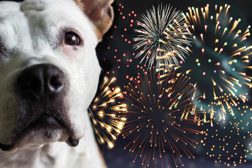 How to Support a Dog Nervous of Fireworks this Bonfire Night