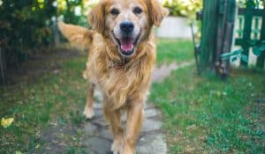 All You Need to Know Guide to Titre Testing for Dogs