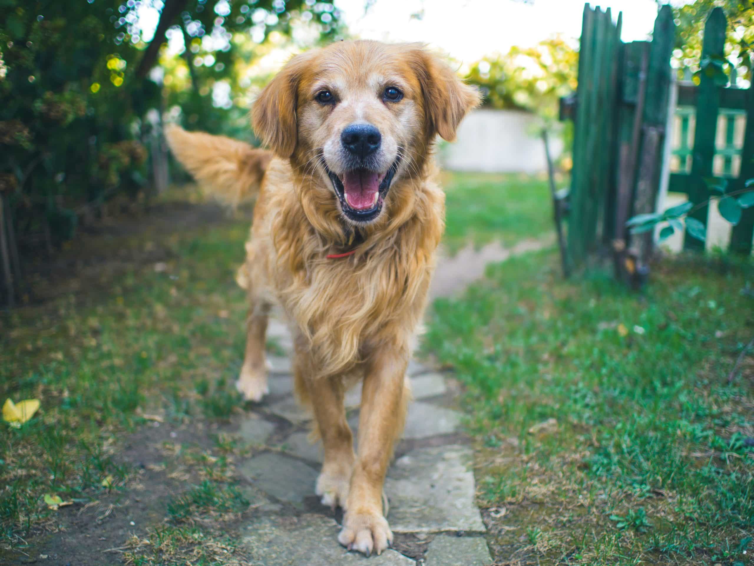 All You Need to Know Guide to Titre Testing for Dogs