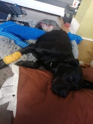 muscle recovery with the help of dog supplements
