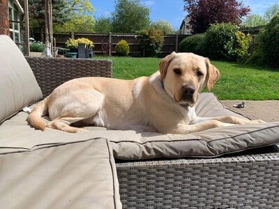 Leo’s Journey from Fussy Eater to Foodie with ProDog Raw
