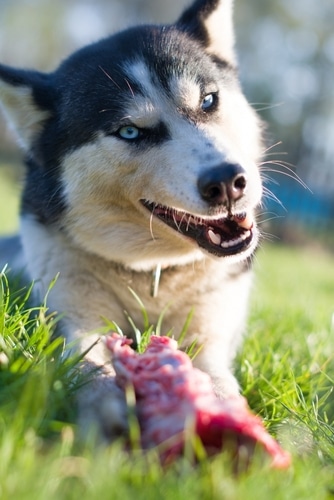 HUSKY WITH MEATY BONE