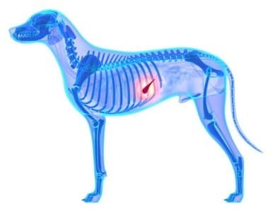 dog pancreatitis nutritional tips