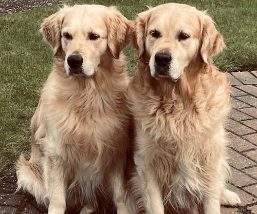 Parasite-Free Naturally – How Rosemary’s Goldens Stay Safe with Repel