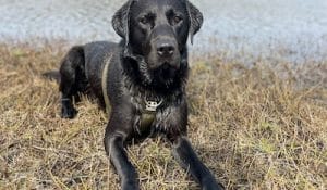 joint supplement for dogs so they never miss out on the best adventures