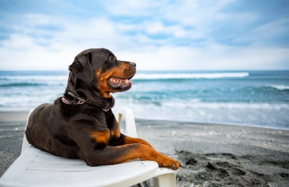 Joint Health in Dogs: Natural Solutions and Preventative Care