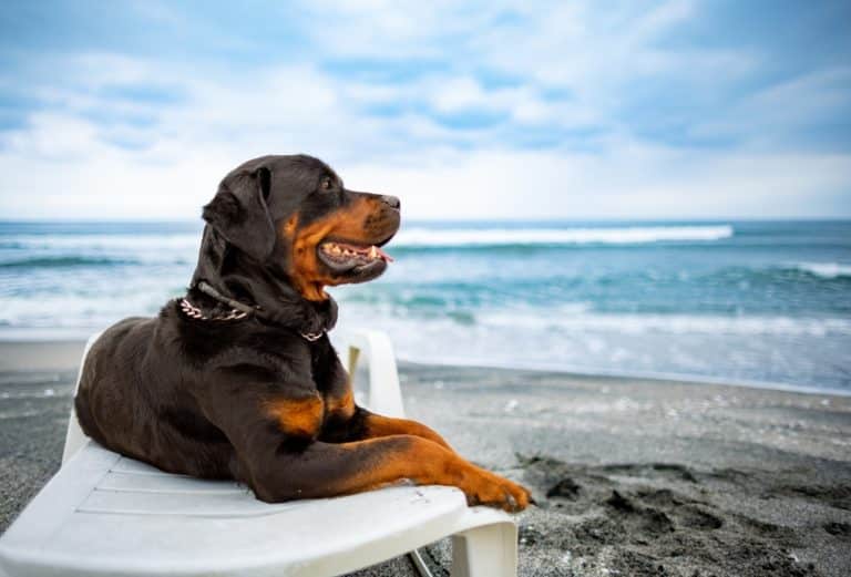 joint health in dogs