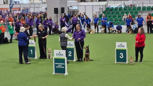 From Lockdown Puppy to Crufts Champ: Belle’s Journey to Success