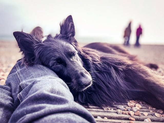 Dog lay on the beach with it's owner looking very calm
