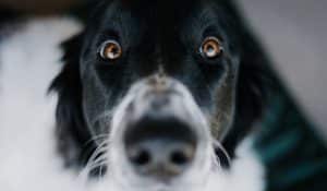 Is Pork Good for Dogs? Debunking Myths and Exploring the Benefits