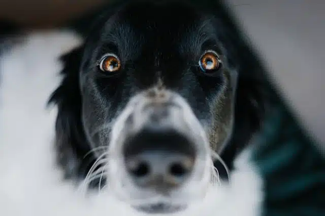 Is Pork Good for Dogs? Debunking Myths and Exploring the Benefits