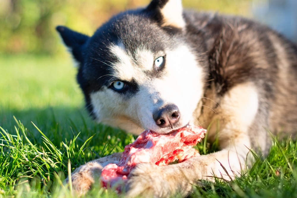 dogs and raw diets