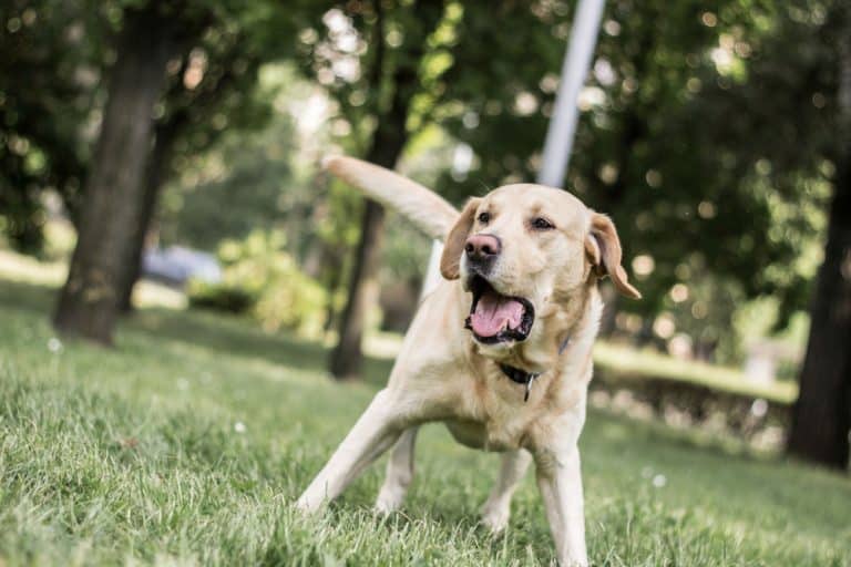 reactive dog