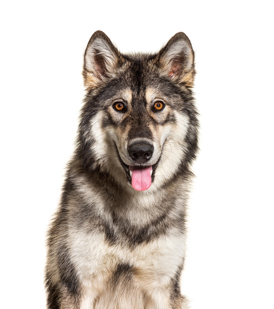 northern Inuit
