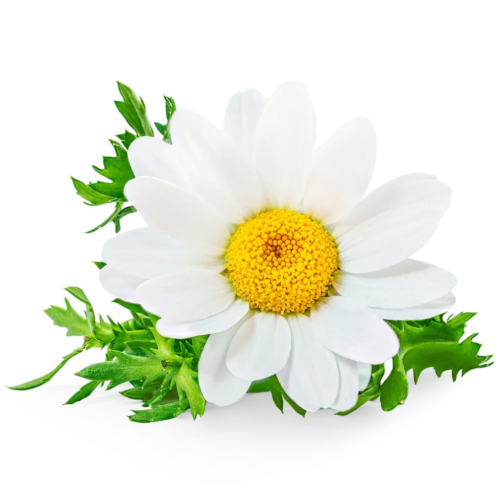 chamomile