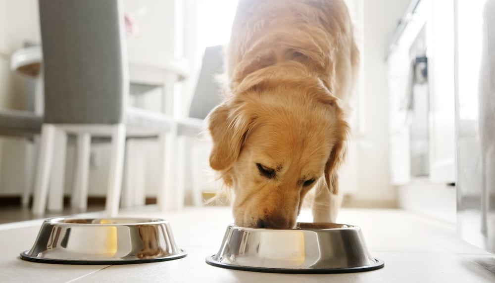 dog eating kibble