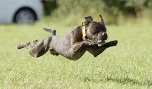 Staffordshire Bull Terrier leaping in grassy field.