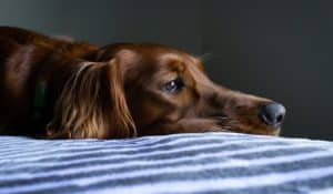 What to do When Your Dog has Diarrhoea: Causes and Remedies