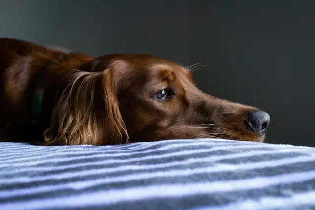 Resting brown dog on bed recovering from diarrhoea