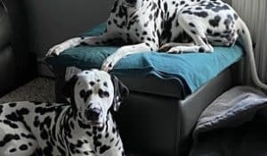 Two Dalmatians relaxing indoors, one lying on a footstool and the other on the floor.