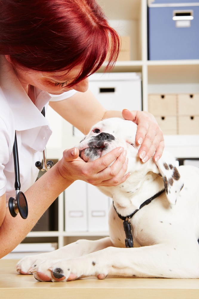dog diarrhoea trIp to vets