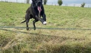 Black Great Dane mid-jump over a low wire fence in a grassy field, with its tongue out and ears flapping.