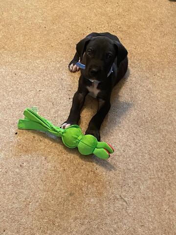 Black Great Dane puppy with a blue collar lying on a carpet next to a green plush toy.