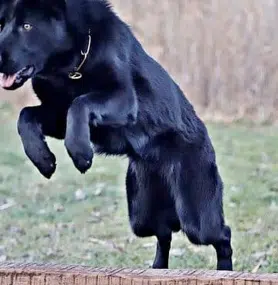 The Key to Success in Dog Sports: Expert Nutritional Advice for Sporting and Working Breeds