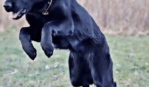 The Key to Success in Dog Sports: Expert Nutritional Advice for Sporting and Working Breeds