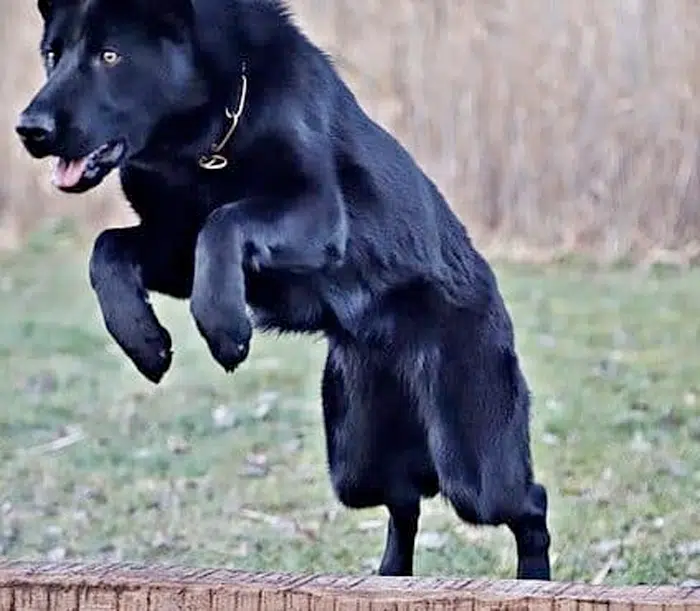 The Key to Success in Dog Sports: Expert Nutritional Advice for Sporting and Working Breeds