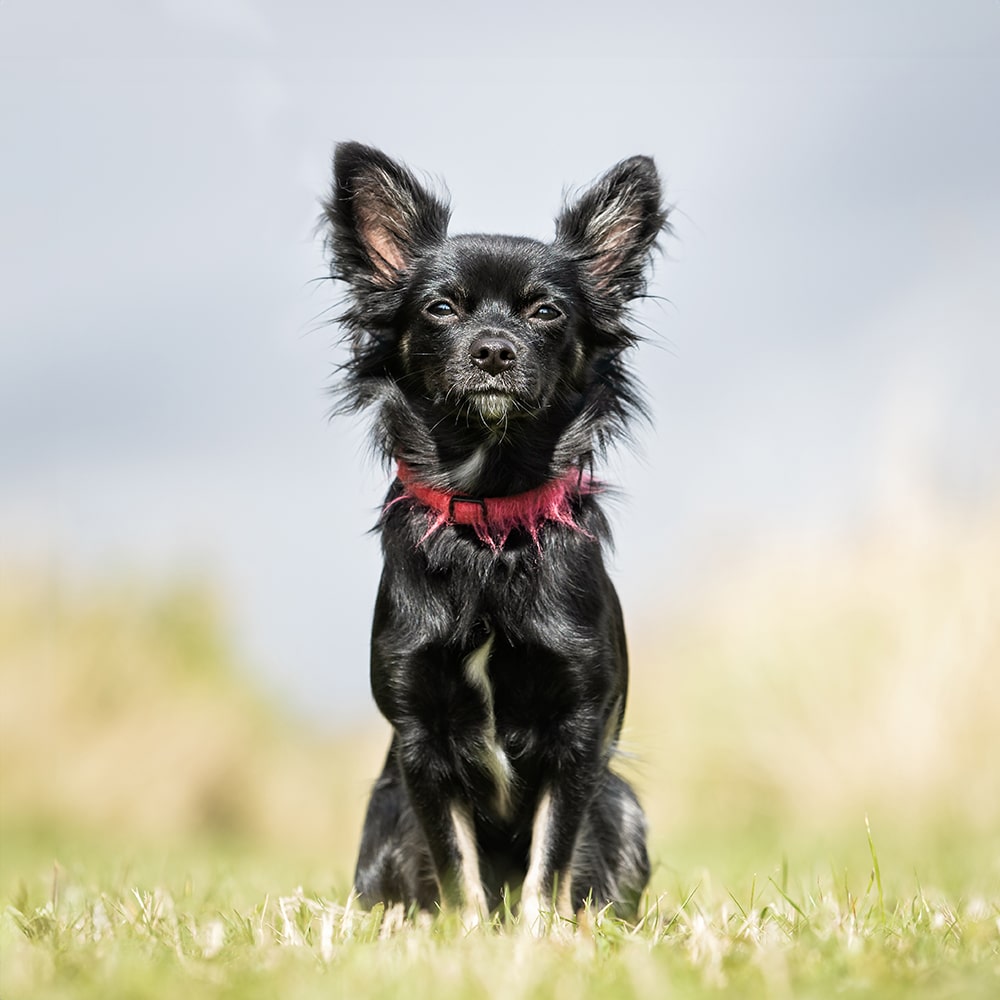 Affenpinscher Feeding Guide