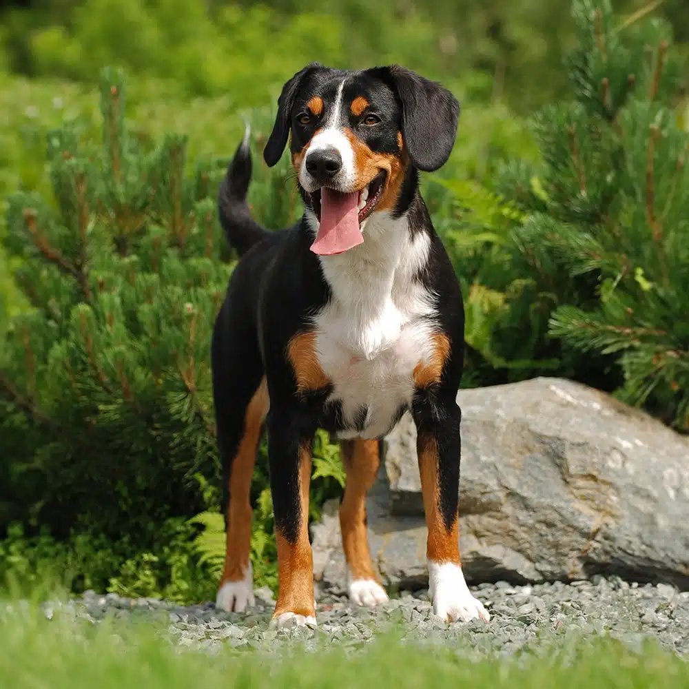 Appenzeller Sennenhunde Feeding Guide