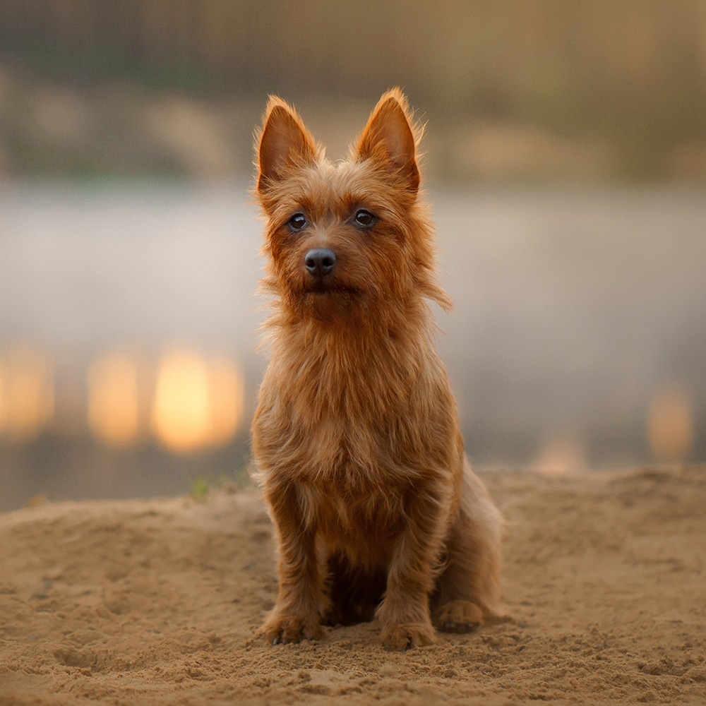Australian Terrier Feeding Guide